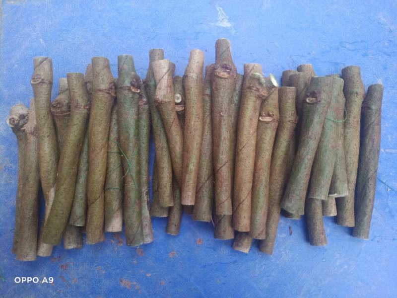 藤县和平无渣粉葛桂葛一号种苗&带芽通货可直接栽种