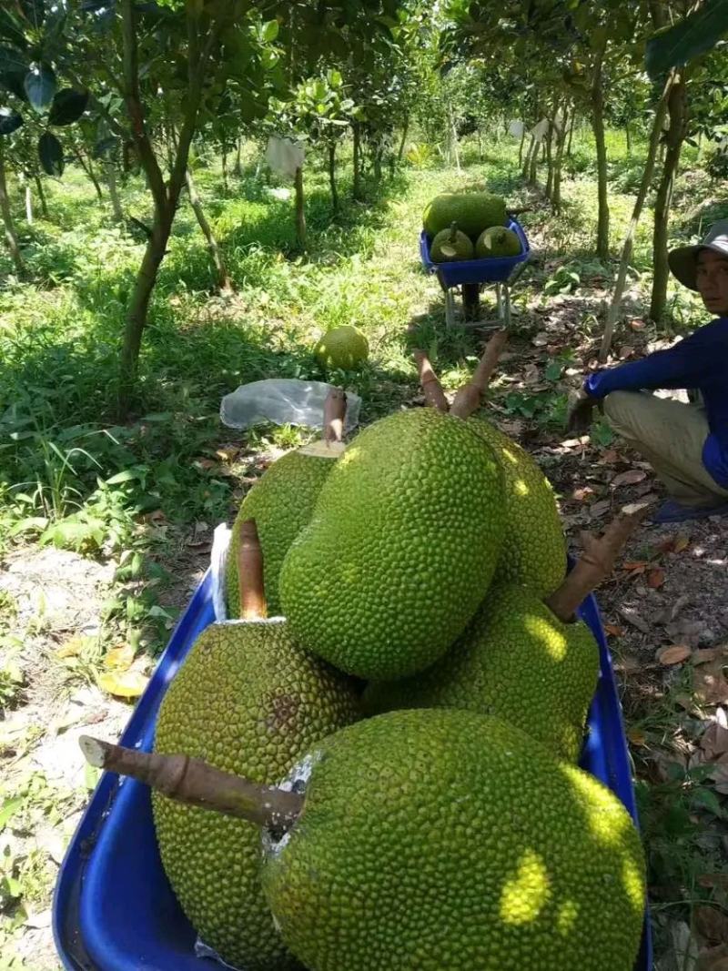海南红肉菠萝蜜，海南泰八，一件代发批发