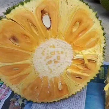 海南红肉菠萝蜜，海南泰八，一件代发批发
