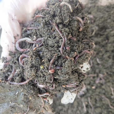 梁山中科农业发展有限公司，养殖蚯蚓面积200亩