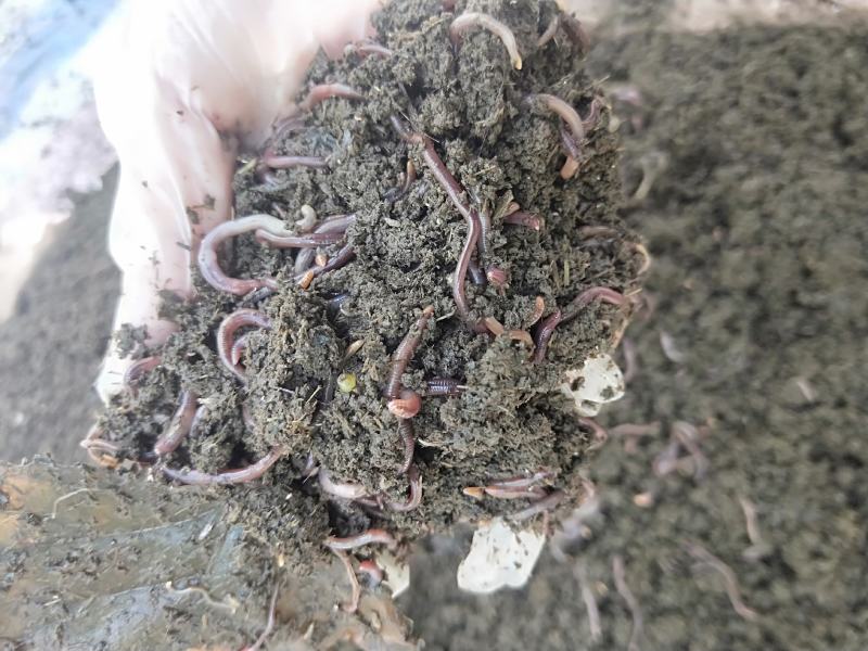 梁山中科农业发展有限公司，养殖蚯蚓面积200亩