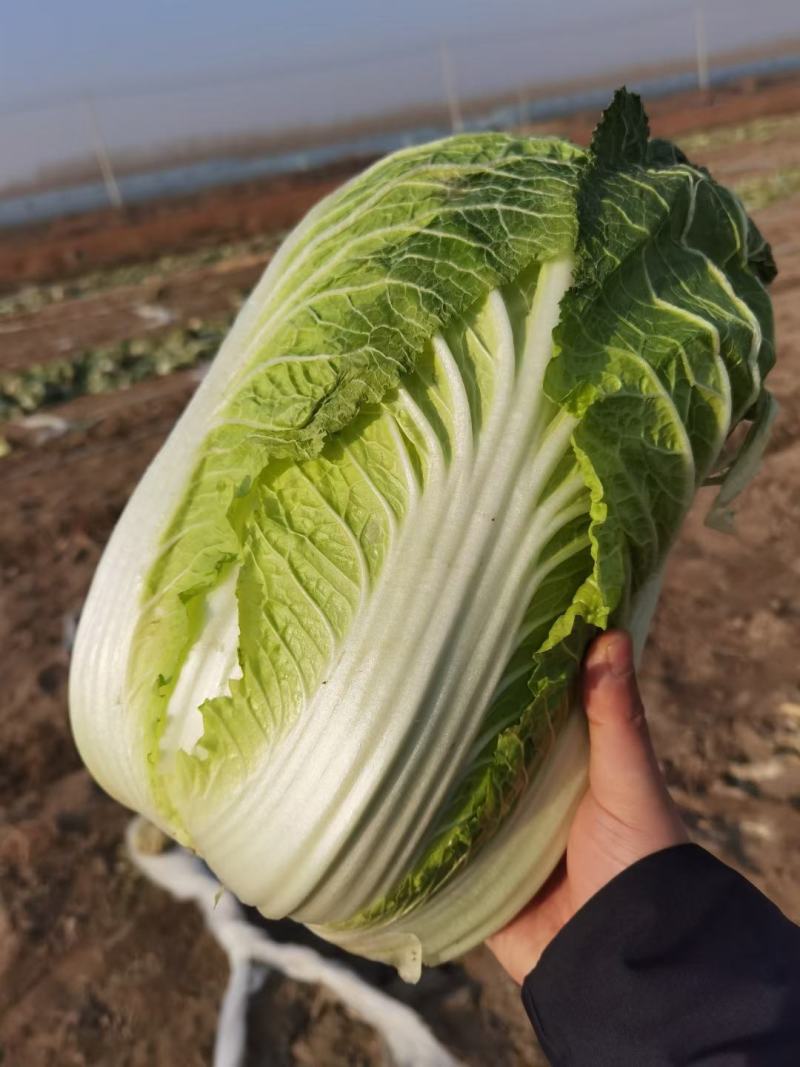 凌霜傲雪黄心大白菜包上车耐寒质量优秀形状好