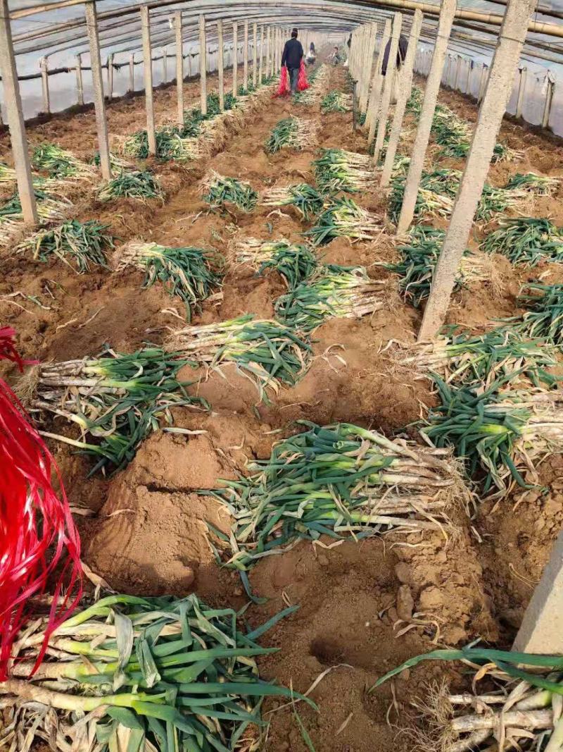 山东铁杆大葱，精品加工，代收毛葱货源充足，常年供货，电话