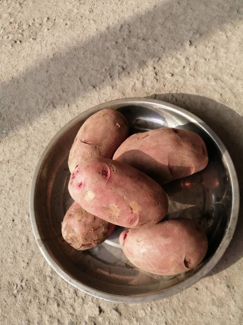 土豆质量好，口感好，每天供应，货源充足，欢迎各位老板来采