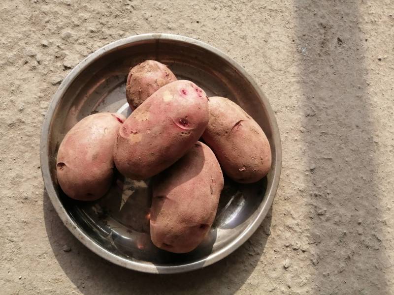 土豆质量好，口感好，每天供应，货源充足，欢迎各位老板来采
