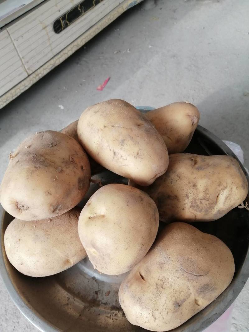 土豆质量好，口感好，每天供应，货源充足，欢迎各位老板来采