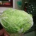 优质大白菜，品质优良