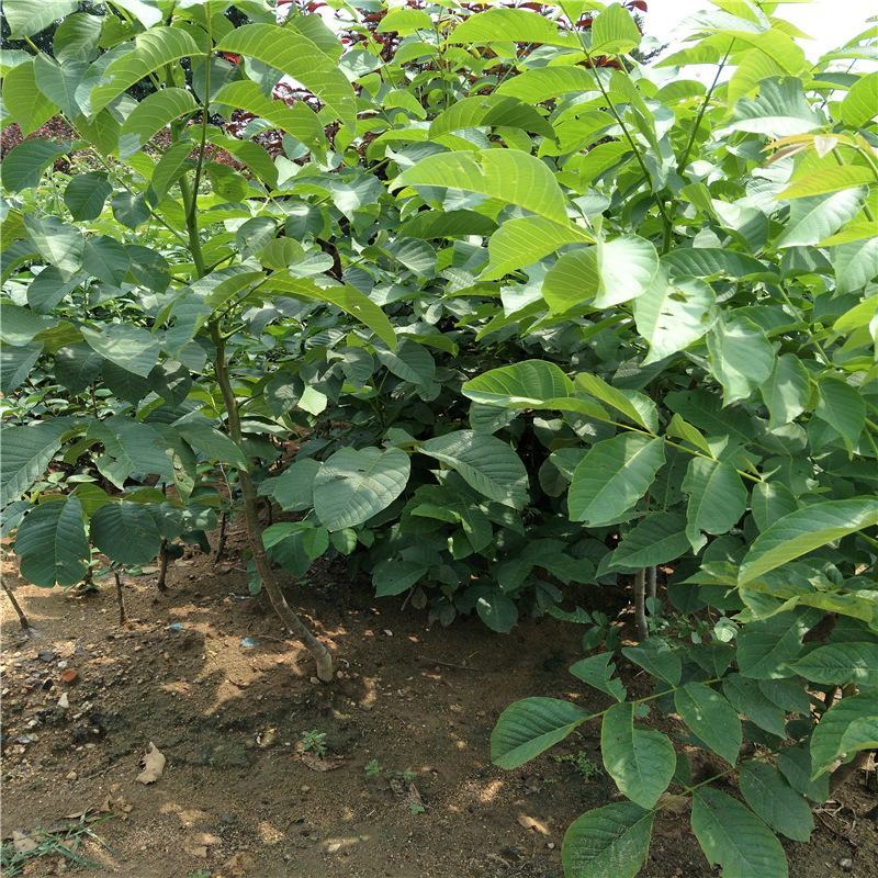 核桃苗香玲8518辽核纸皮嫁接薄皮核桃苗良心苗
