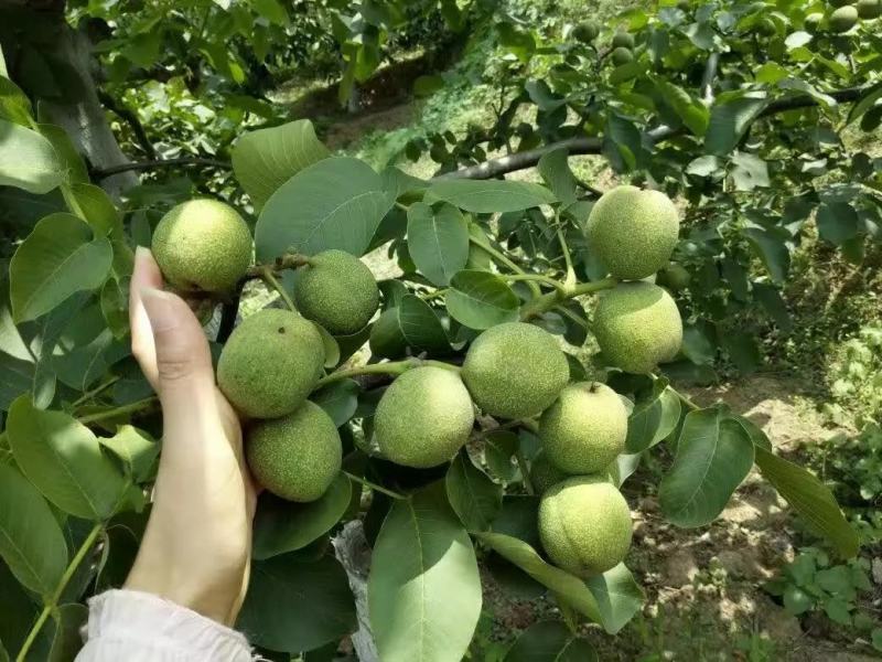 核桃苗香玲8518辽核纸皮嫁接薄皮核桃苗良心苗