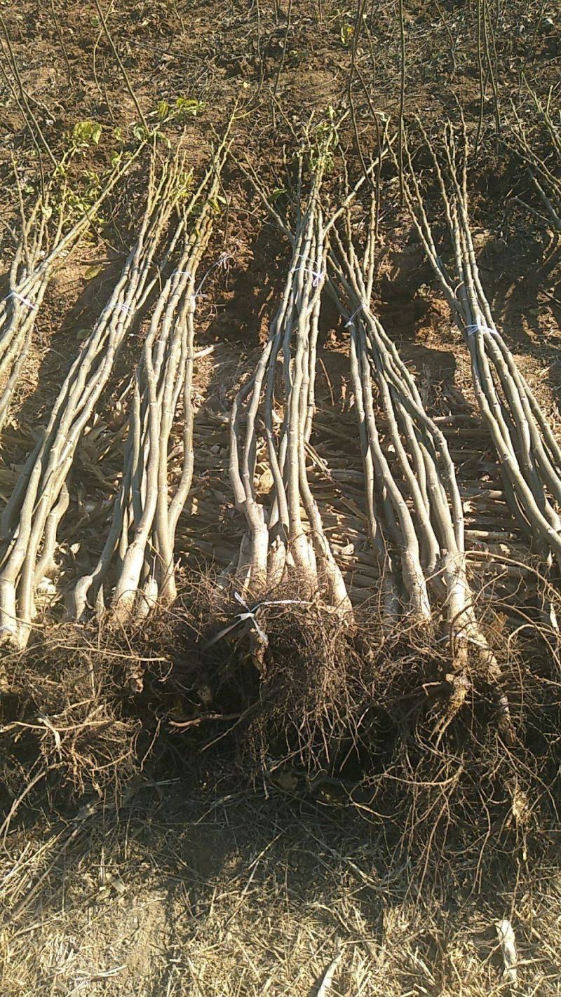 核桃苗香玲8518辽核纸皮嫁接薄皮核桃苗良心苗