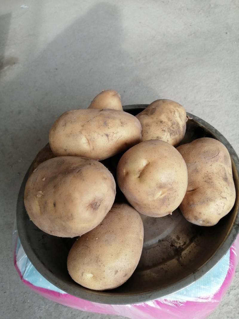 土豆质量好，口感好，每天供应，货源充足，欢迎各位老板来采