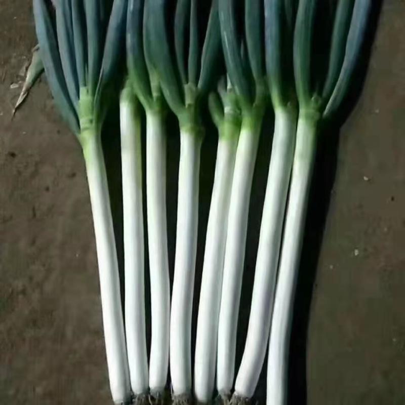【推荐】代育盒装铁杆葱苗葱苗每年代育1万盒左右全国接单