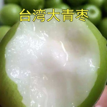 台湾大青枣树嫁接枣苗南北方地栽青枣苗当年结果
