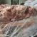 国产肥猪碎精肉正一九碎肉猪碎肉