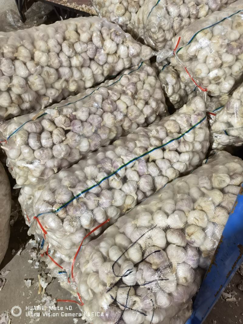 供应金乡大蒜紫皮太空蒜代收代存冷库出租全国发货