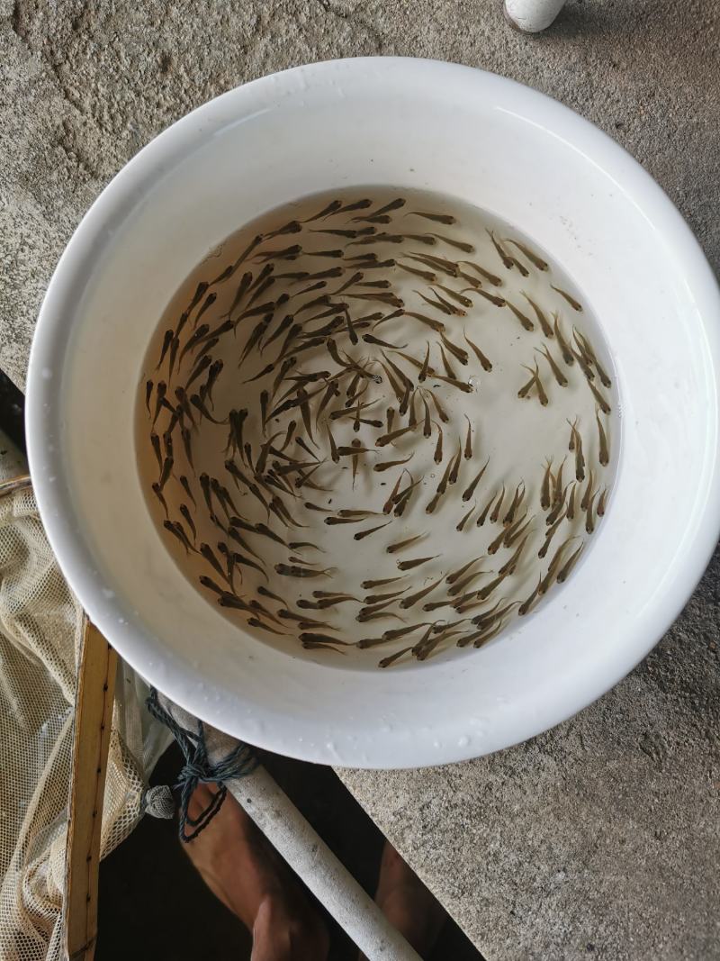 翘嘴白鱼苗，大白刁。拉网不跳品种，自产自销，品种齐全