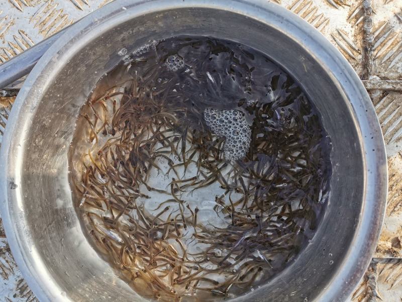 青鱼水花，夏花，乌子寸片。自产自销。品种齐全