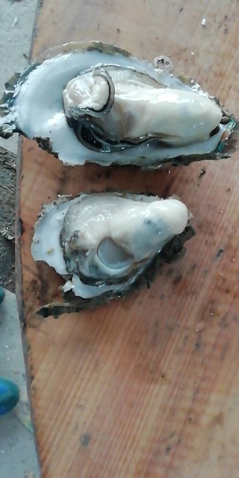 生蚝男人的加油站女人的美容品！！！！！！！