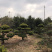 精品造型罗汉松盆景花卉盆景
