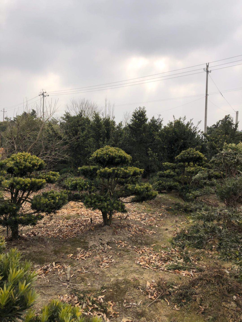 精品造型罗汉松盆景花卉盆景
