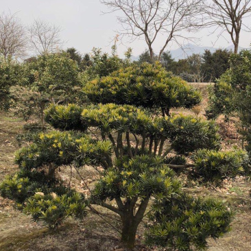 精品造型罗汉松盆景花卉盆景