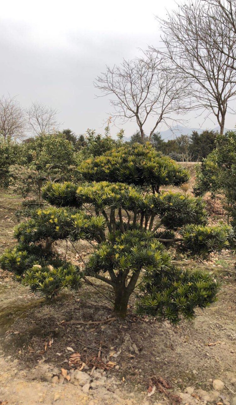 精品造型罗汉松盆景花卉盆景