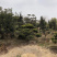 精品造型罗汉松盆景花卉盆景