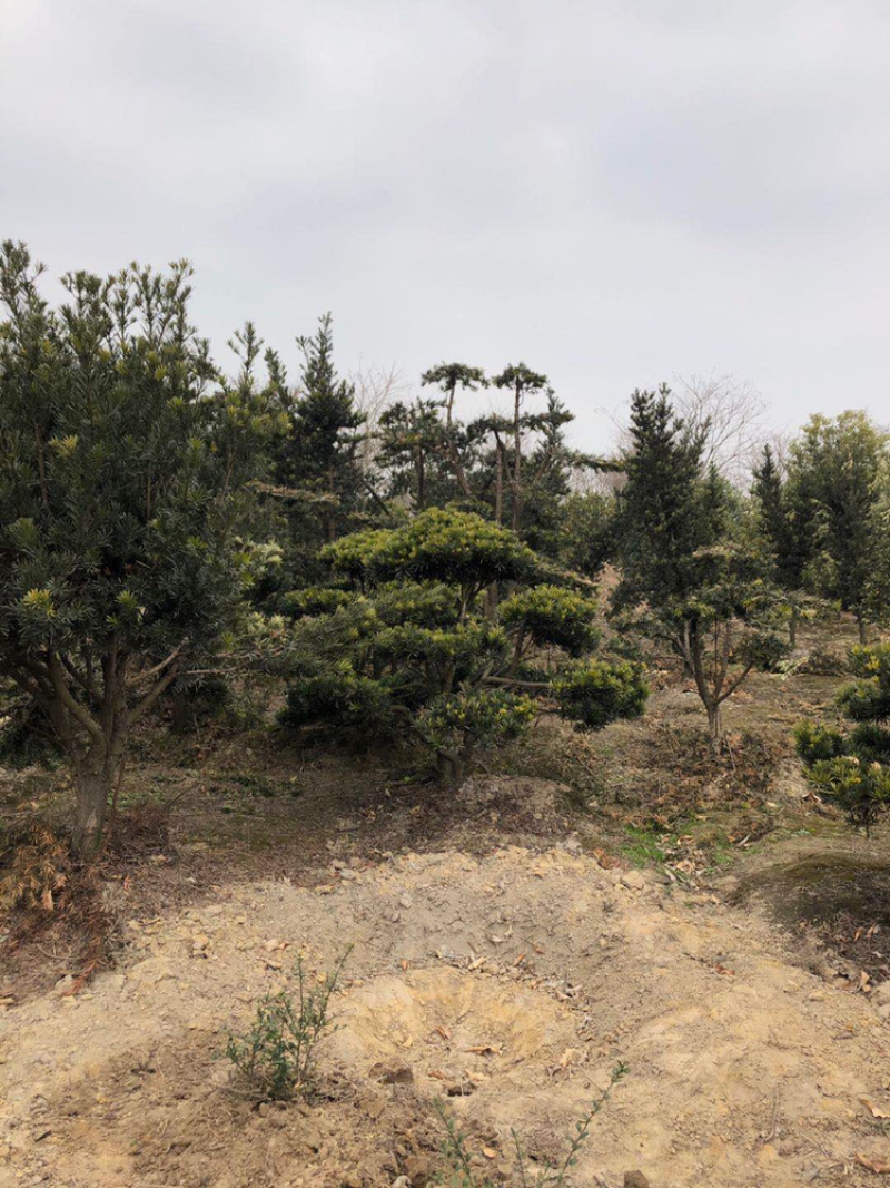 精品造型罗汉松盆景花卉盆景