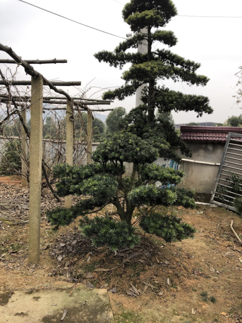 精品造型罗汉松盆景花卉盆景