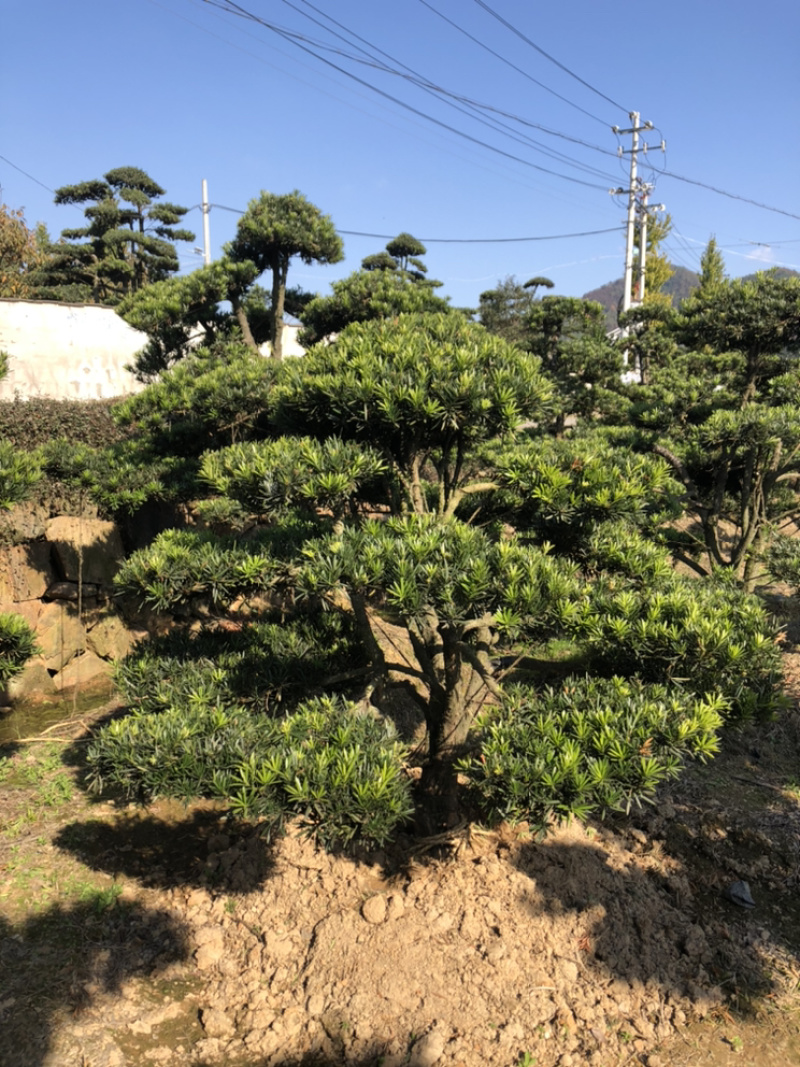 精品造型罗汉松盆景花卉盆景