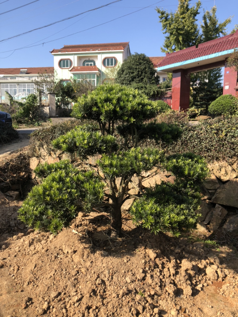 精品造型罗汉松盆景花卉盆景
