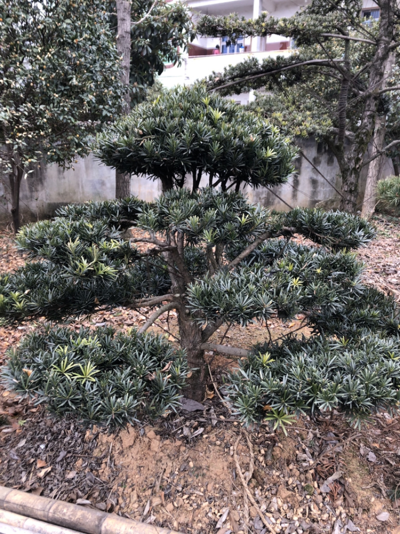 精品造型罗汉松盆景花卉盆景