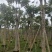 火焰木福建漳州火焰木绿化庭院设计基地直供大小规格袋苗