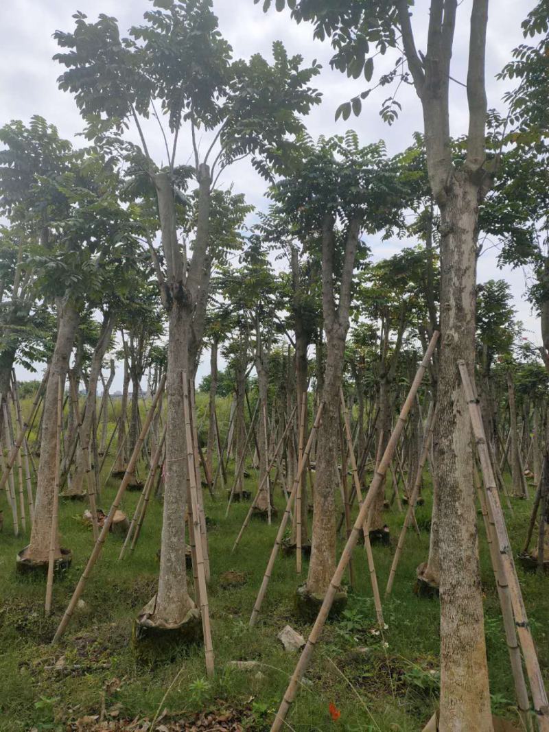 火焰木福建漳州火焰木绿化庭院设计基地直供大小规格袋苗