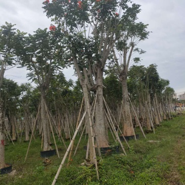 火焰木福建漳州火焰木绿化庭院设计基地直供大小规格袋苗