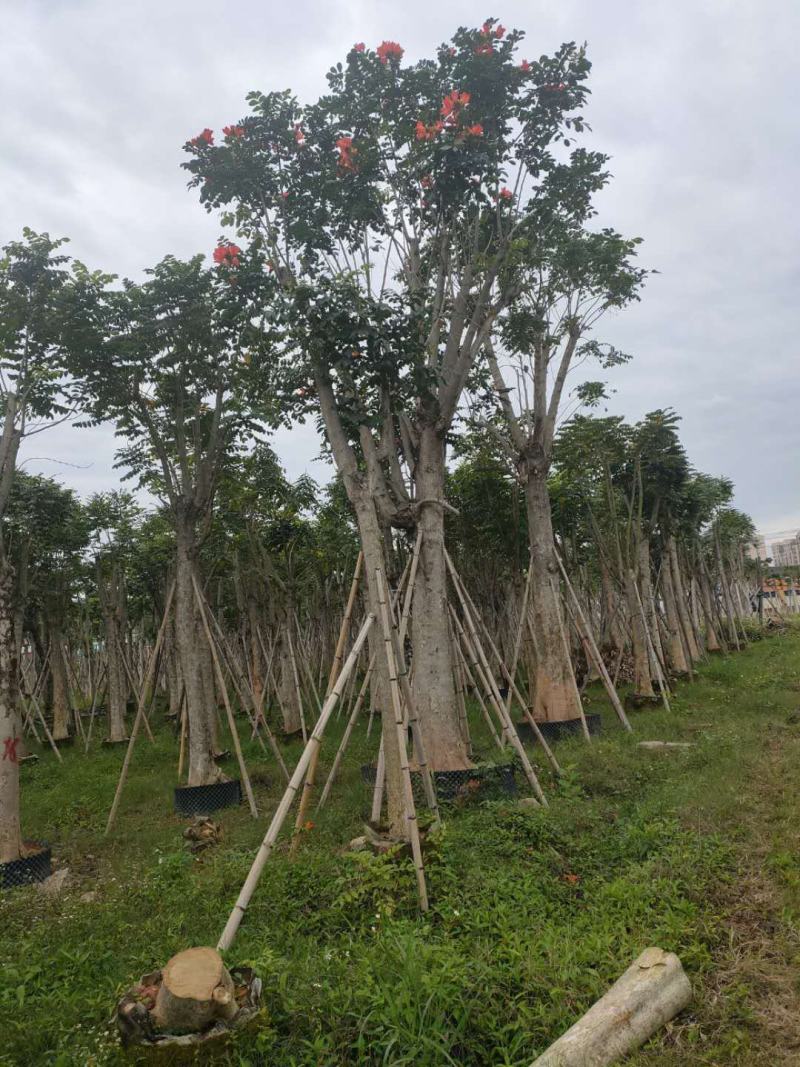 火焰木福建漳州火焰木绿化庭院设计基地直供大小规格袋苗