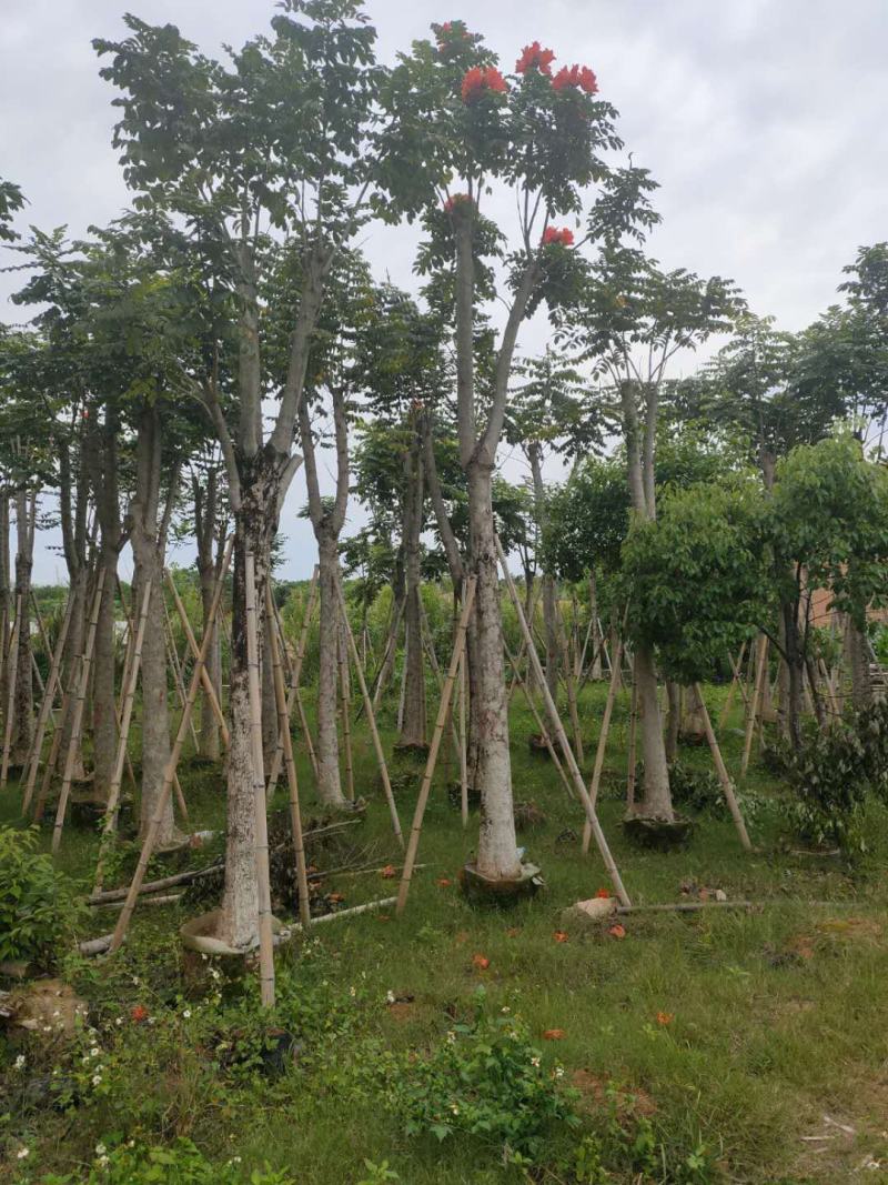 火焰木福建漳州火焰木绿化庭院设计基地直供大小规格袋苗
