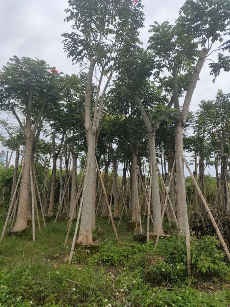 火焰木福建漳州火焰木绿化庭院设计基地直供大小规格袋苗