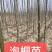 河南大量出售泡桐苗3公分4公分5公分6公分7公分8公分9