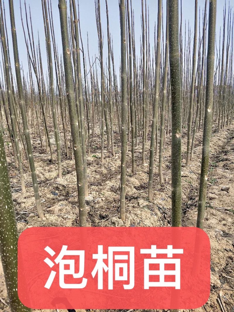 河南大量出售泡桐苗3公分4公分5公分6公分7公分8公分9