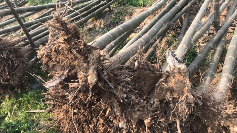 河南大量出售泡桐苗3公分4公分5公分6公分7公分8公分9