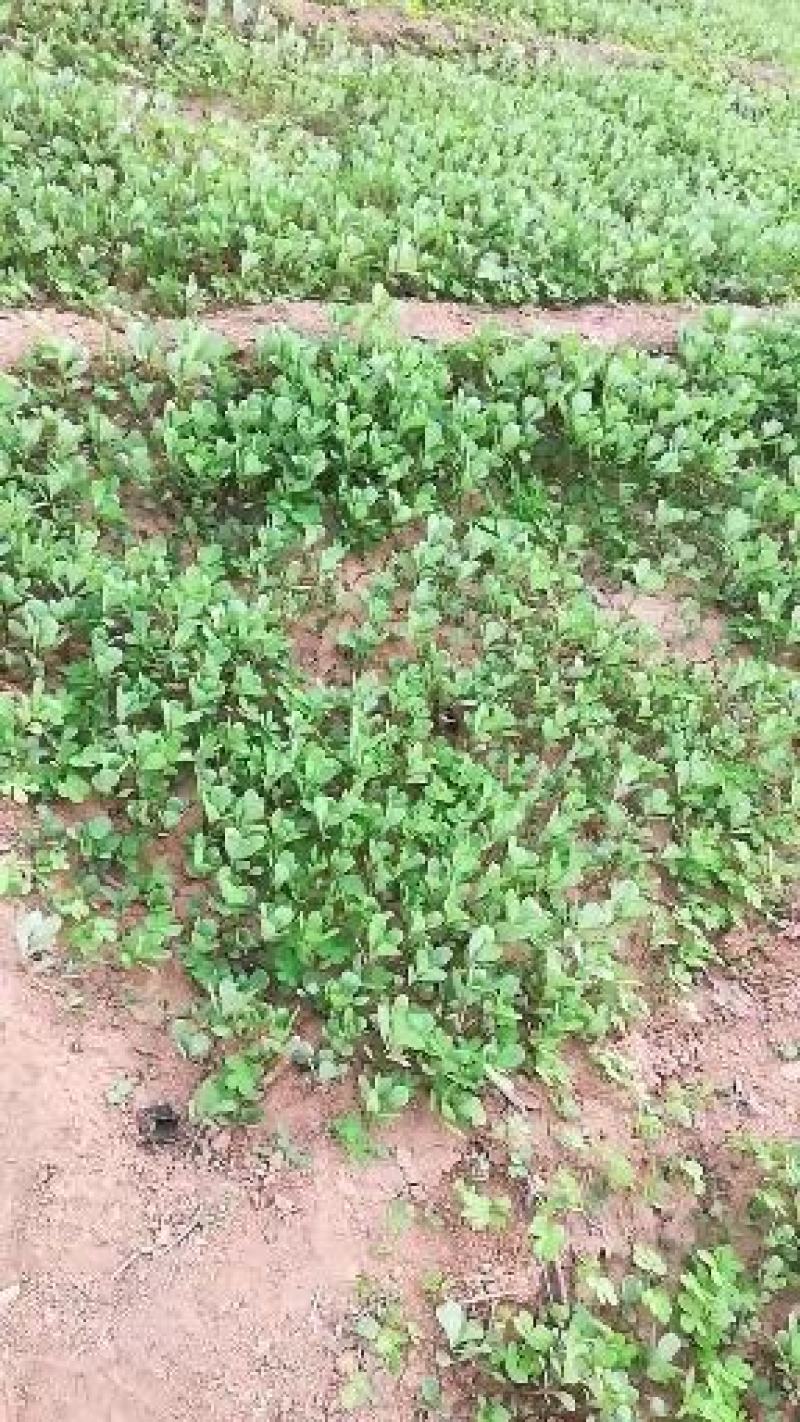 优质野生薄荷种苗～一次种植多年收益的野菜种苗