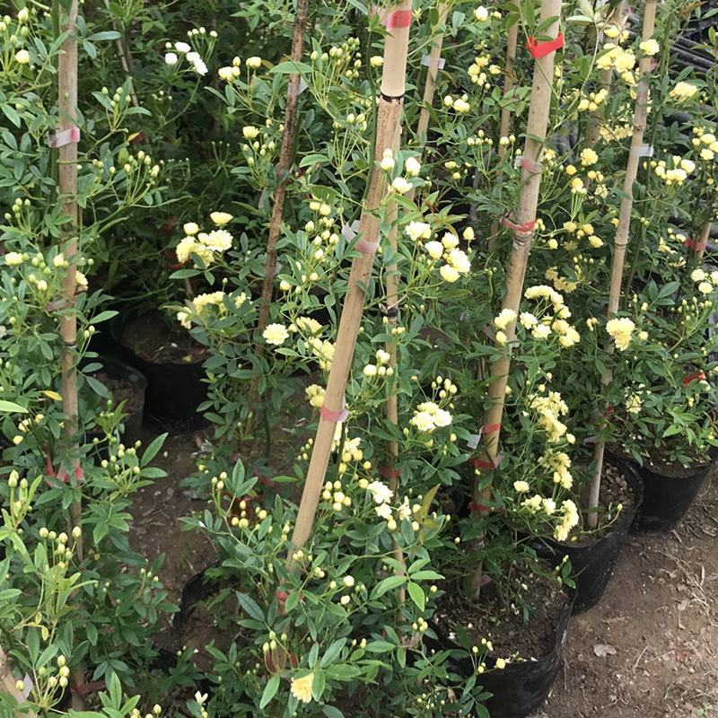 黄木香花苗盆栽浓香四季花卉七里香阳台爬藤蔷薇植物藤本花卉