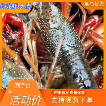 789大青潜江清水养殖小龙虾满肉