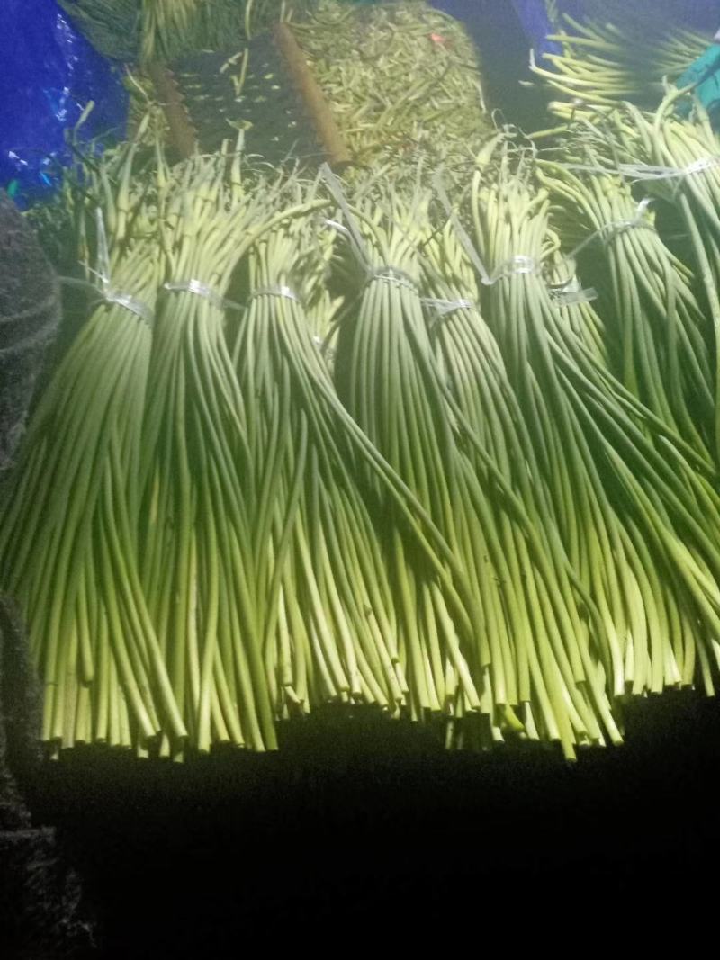 蒜薹。白帽蒜薹价格产地直销，全国发货