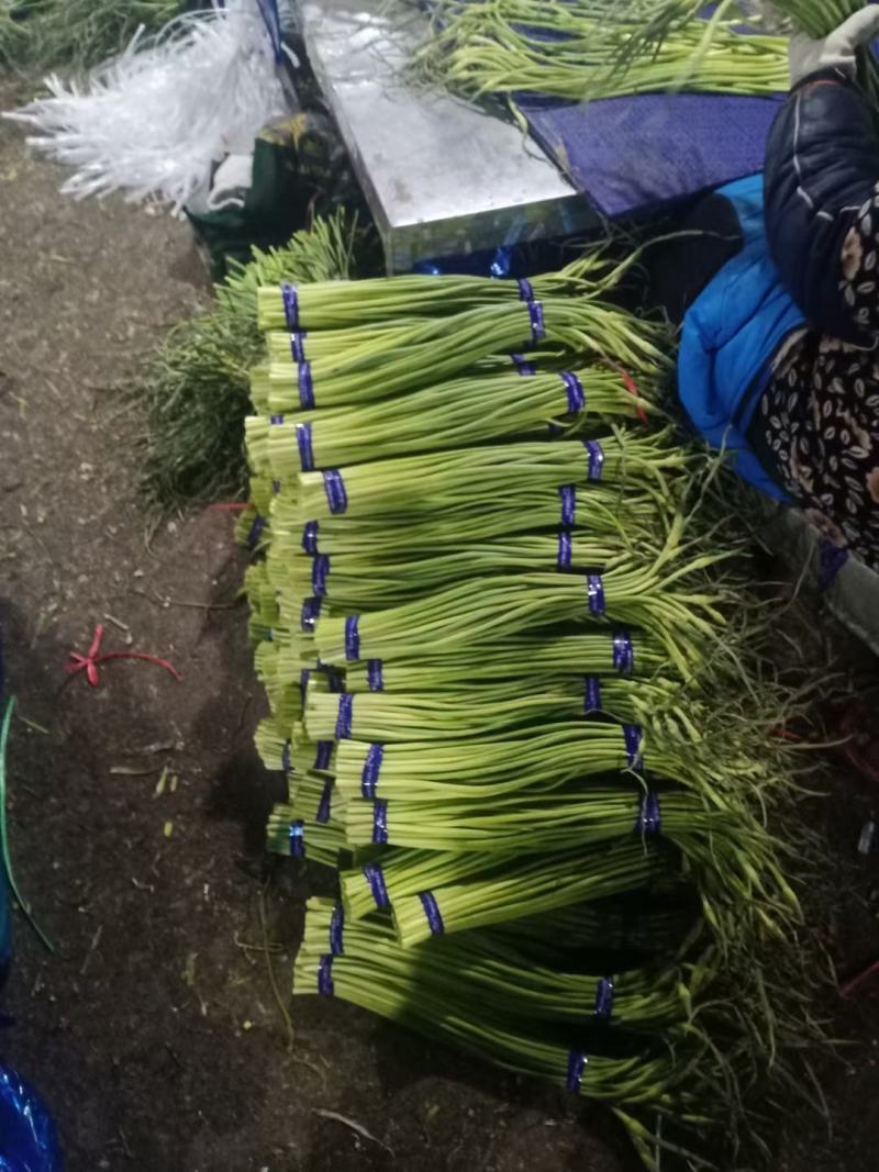 蒜薹。白帽蒜薹价格产地直销，全国发货