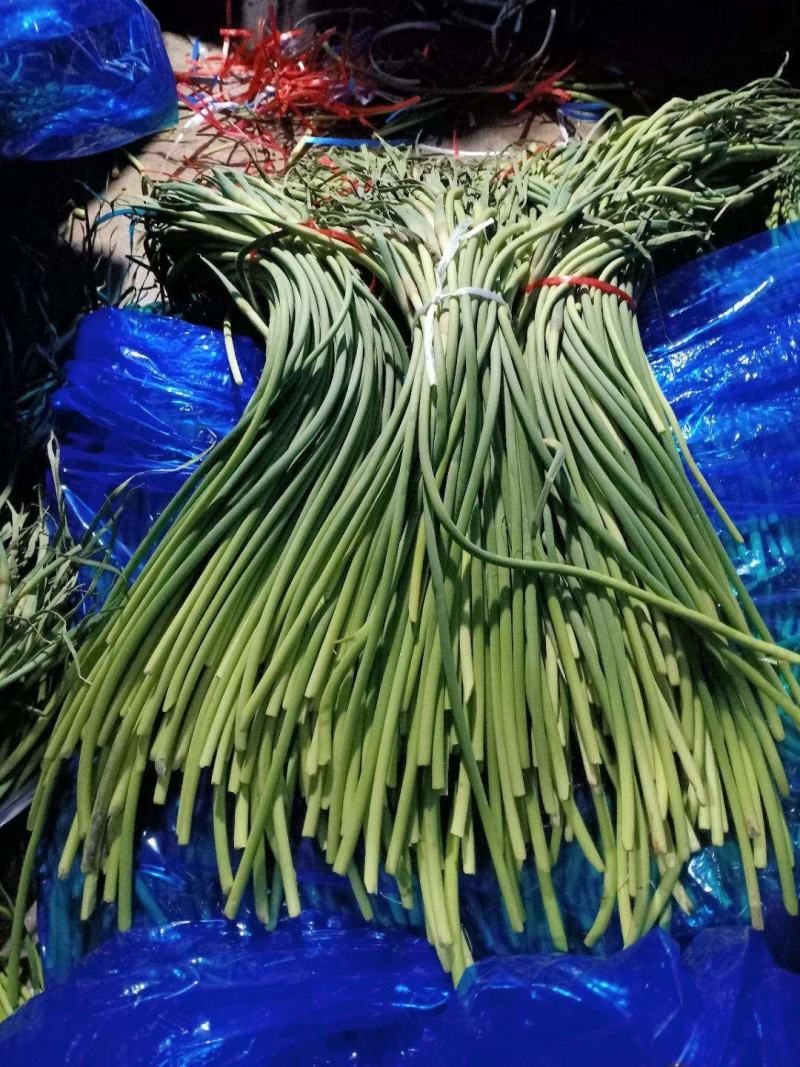蒜薹。白帽蒜薹价格产地直销，全国发货