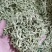 金银花，双花，河北金银花，色青花，带绒毛