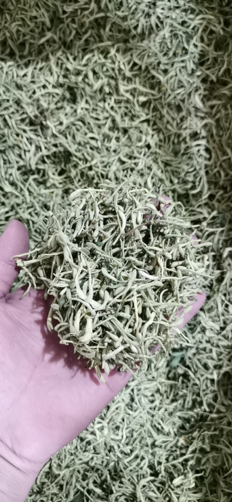 金银花，双花，河北金银花，色青花，带绒毛