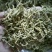 金银花，双花，河北金银花，色青花，带绒毛
